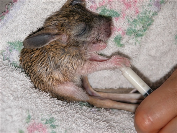 Выкармливание детенышей больших тушканчиков 